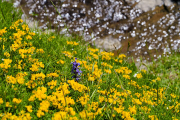 In vibrant nature, a purple flower glows among yellow blossoms and lush greenery.