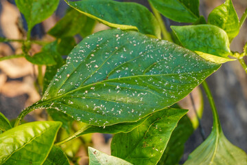 Problem of whitefly effect on leaves and branches of vegetables plants in field inside greenhouses, Whitefly Aleyrodes proletella agricultural pest on pepper leaf, Whiteflies on underside of leaves.