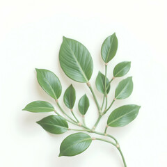 Naklejka premium Green Leaf Branch Arrangement on White Background