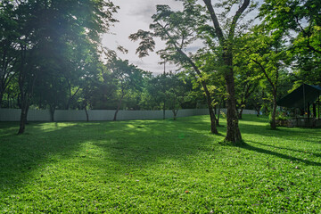 Beautiful nature at morning with sun in big city park