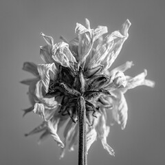 Black and white photo of a dried lotus flower on a white background with minimalistic style.