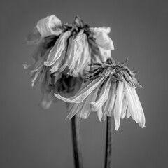 Black and white photo of a dried lotus flower on a white background with minimalistic style.