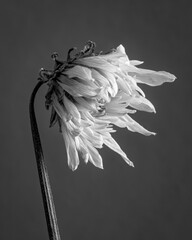 Black and white photo of a dried lotus flower on a white background with minimalistic style..