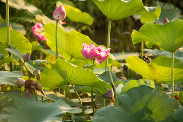 Obraz premium Pink lotus