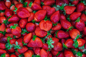 Background full of strawberry between bushes on the farm. Harvest organic strawberry farm, berries,...