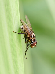 Graphomya maculata, more commonly known as a Muscid Fly, has an orange brown patterned abdomen in the males but females have a grey black pattern 