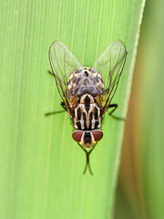 Graphomya maculata, more commonly known as a Muscid Fly, has an orange brown patterned abdomen in the males but females have a grey black pattern 