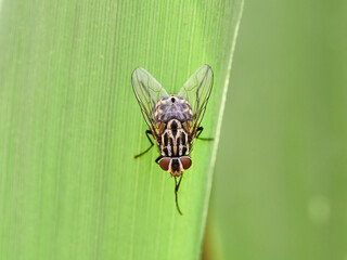 Graphomya maculata, more commonly known as a Muscid Fly, has an orange brown patterned abdomen in the males but females have a grey black pattern 