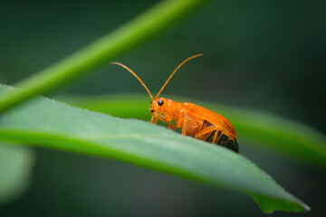 Macro Photograph of Bright Orange Flea Beetle on Green Leaf in Natural Habitat – Close-Up of Leaf Beetle from Chrysomelidae Family