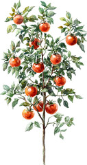 tomato tree watercolor art painting drawing 