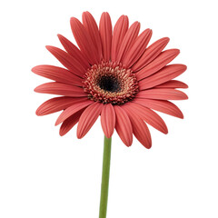 red gerbera isolated on white