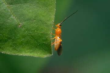 Macro Photograph of Orange Leaf Beetle on Leaf Edge in Natural Green Background – High Detail Insect Close-Up