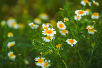 Cluster of white and yellow daisies growing in a green field at sunset.