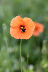 Poppies