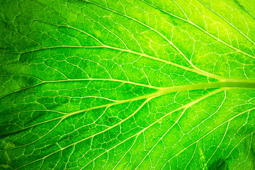 Green leafy vegetables macro,Close up shot of green cabbage leaf. Food background