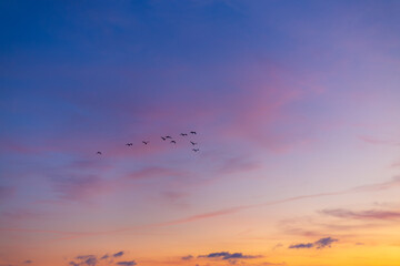 Morning sky and clouds backdrop with silhouettes of flock of birds flying,Small flock of ducks flying in front of clouds lit by early morning sunrise