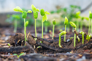 Close-up of green seedlings in the rainy season,Group of green sprouts in the rain.