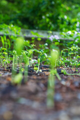Close-up of green seedlings in the rainy season,Group of green sprouts in the rain.