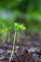 Close-up of green seedlings in the rainy season,Group of green sprouts in the rain.