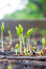 Close-up of green seedlings in the rainy season,Group of green sprouts in the rain.