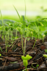 Close-up of green seedlings in the rainy season,Group of green sprouts in the rain.