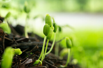Close-up of green seedlings in the rainy season,Group of green sprouts in the rain.