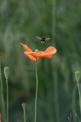 Poppies