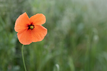 Poppies