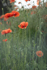 Poppies
