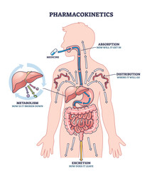 Naklejka na ściany i meble Pharmacokinetics shows how medicine is absorbed, distributed, metabolized, and excreted in the human body. Key objects, arrows, organs, medicine. Outline diagram