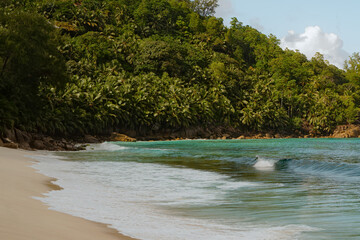 tropical beach with palm trees