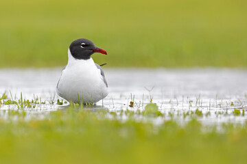 An adult laughing gull (Leucophaeus atricilla) in a puddle of water of a meadow.