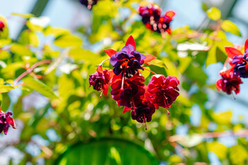 Closeup of flowers of Fuchsia Dark Eyes against green background