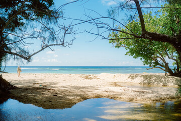 tree on the beach