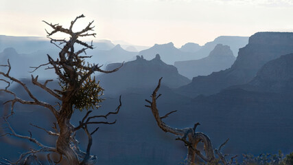 An early morning overview of the Grand Canyon with a couple of bushes in the foreground.