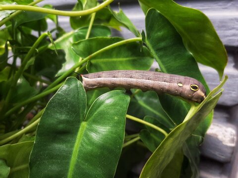 Leaf eating caterpillar with striking yellow eyes and horns. Larva of the hawk moth or Hippotion celerio Linnaeus, showing natural mimicry. Ideal for insect life cycle or nature content
