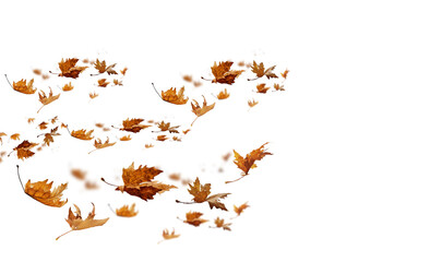  leaves isolated autumn winter season background falling fall platanus tree wid air w