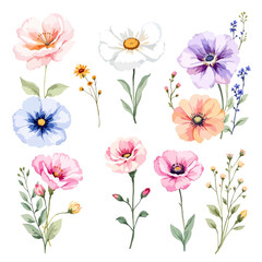 Wild flowers set, watercolor digital illustration.