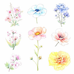Wild flowers set, watercolor digital illustration.