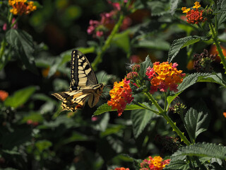Gran mariposa amarilla y negra posada sobre un arbusto con pequeñas flores de color naranja