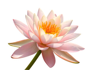 The pink water lily isolated