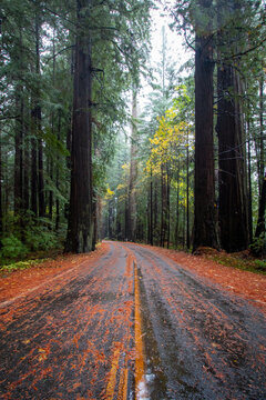 Scenic Drive on a Wet Road Through a Majestic Old-Growth Redwood Forest in Northern California During Autumn