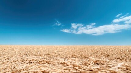 A picturesque view of a vast golden field stretching under a serene blue sky, representing tranquility, nature’s bounty, and the beauty of the rural landscape.