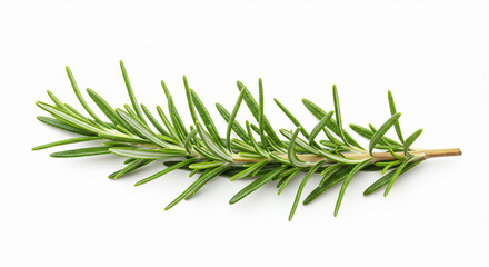 Fototapeta premium Fresh rosemary sprig, isolated on white. Great for cooking, herb or natural visuals.