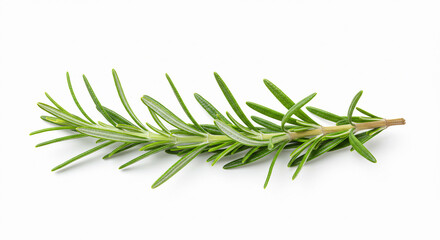 Fototapeta premium Fresh rosemary sprig, isolated on white. Great for cooking, herb or natural visuals.