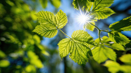 Fresh green leaves glowing under bright sunlight in a natural environment