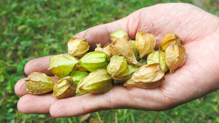 hand full of physalis fruit with husk,  also known as golden berry, Cape Gooseberry, Winter cherry.