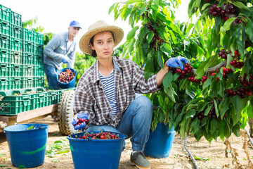 Hardworking female farmer working in a fruit nursery picks cherries while squatting, putting them in a bucket