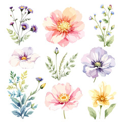 Beautiful watercolor floral set with hand-drawn summer wild field flowers, featuring clip art illustrations