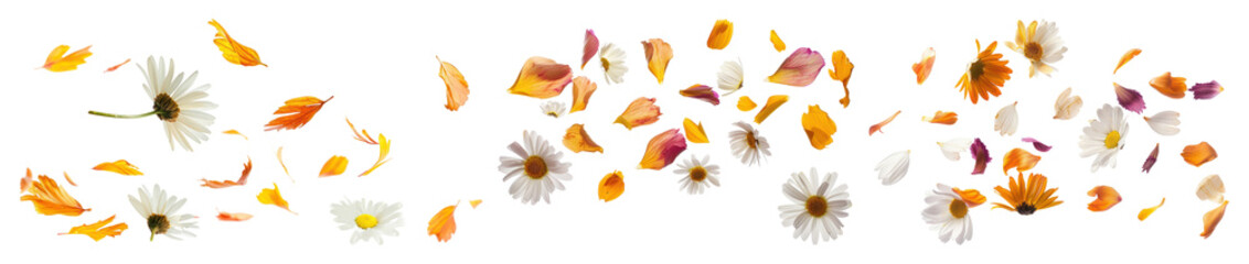 Obraz premium PNG Vibrant petals and daisies scattered, element set on transparent background